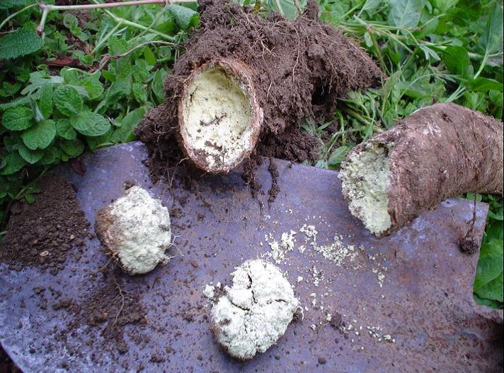 Vediamo corni di vacca riempiti di preparato 501