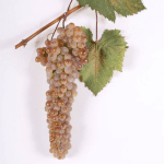 Rkatsiteli - Georgia qui si vede il grappolo e la foglia di questa varietà a bacca bianca