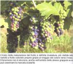 grappoli di uva durante il fenomeno dell'invaiatura, le bucce si colorano e gli acini si riempioni di zuccheri, Cosa si intende per acidità nel mondo del vino?